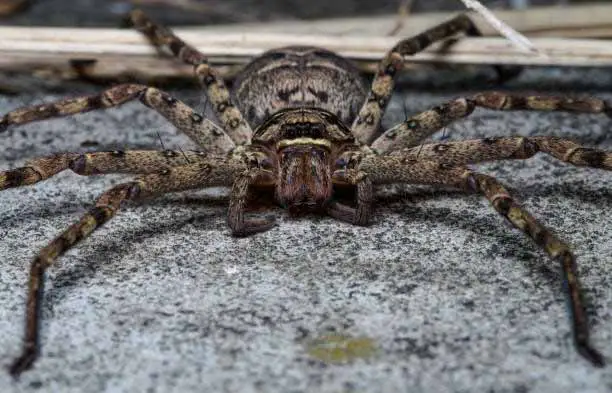 .Giant Huntsman Spider