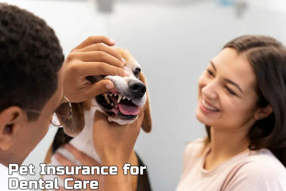 Pet Insurance for Dental Care