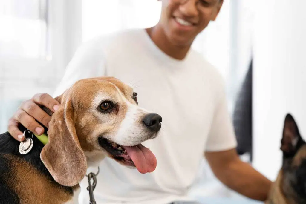 What Is Pet Insurance and How Does It Work 